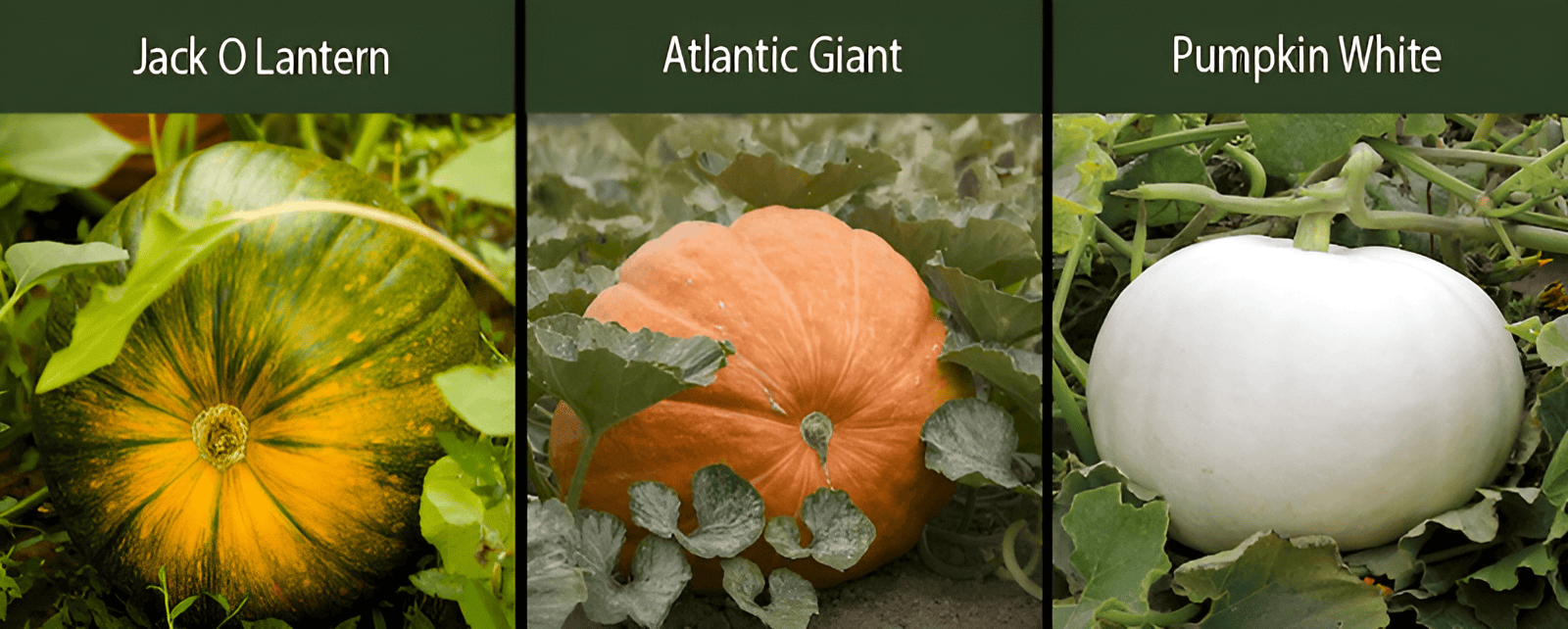 jack o lantern pumpkin altlantic giant pumpkin white pumpkin varieties